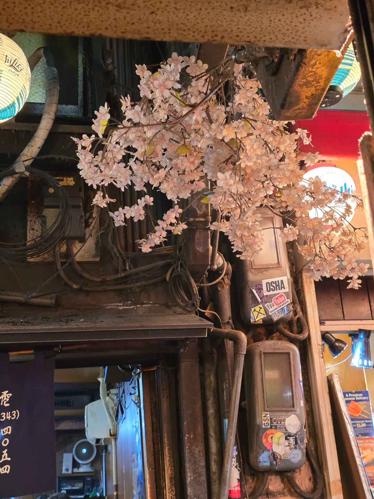 Kirschblüten über der Stromleitung