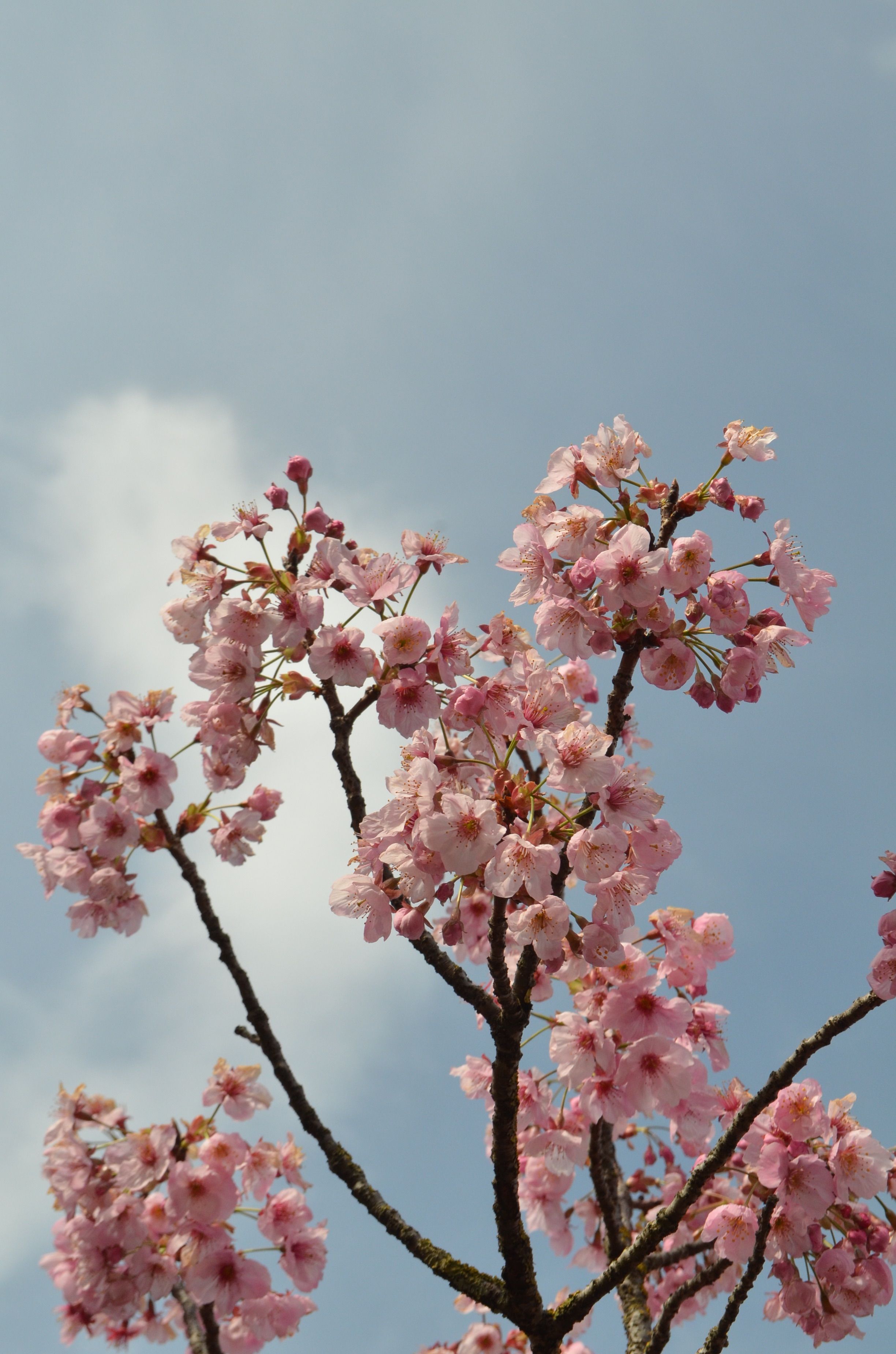 Kirschblüte im Frühlingslicht